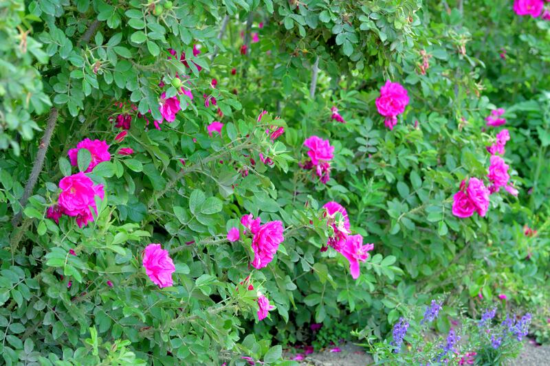 Rosa rugosa, commonly called Rugusa rose and Japanese rose, is suitable for windbreaks in exposed locations