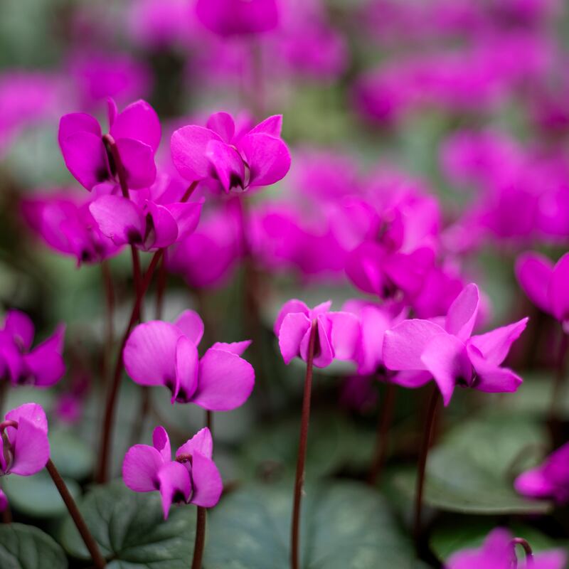 Cyclamen coum flowering in an Irish garden. Photograph: Richard Johnston