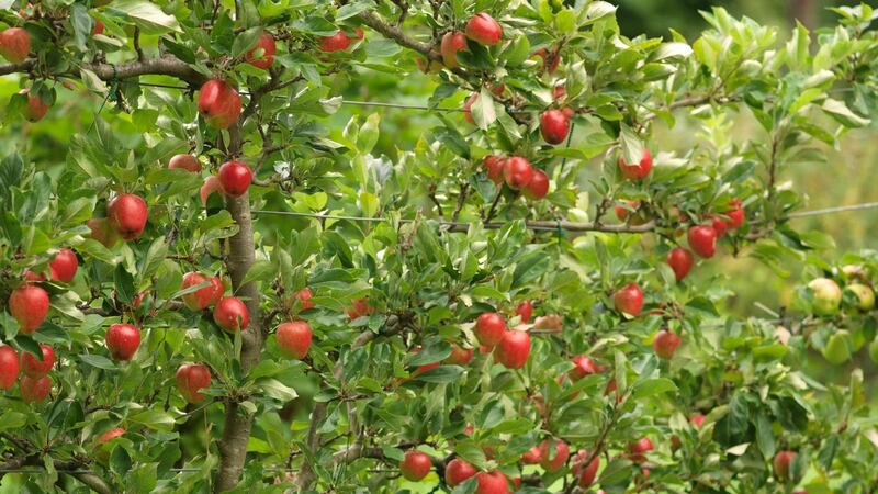 Apples growing in an Irish garden. Photo: t Richard Johnston