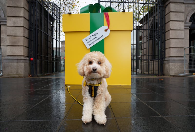 'Peaches' heads up a call by the Dogs Trust for the government to appoint a junior minister for animal welfare. Photograph: Dogs Trust Ireland