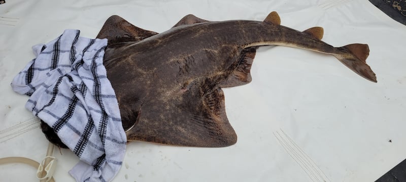 An angel shark capture in Tralee bay prior to electronic tagging and release back into the sea. Photograph: Marine Institute