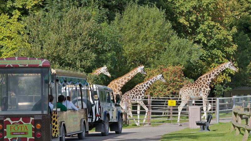 Fota Wildlife Park. Photograph: Neil Danton