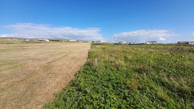 Corncrake refuge strip in use for the conservation project. Photograph: Corncrake Life project team