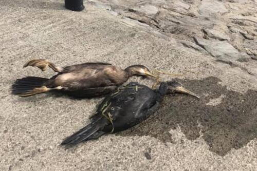 Oil spill in river Shannon near Athlone kills birds and fish