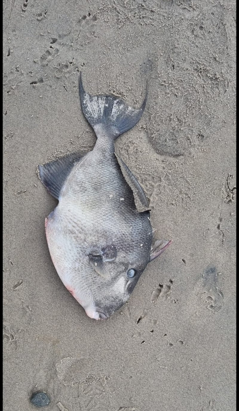 Trigger fish. Photograph supplied by Mary Keogh