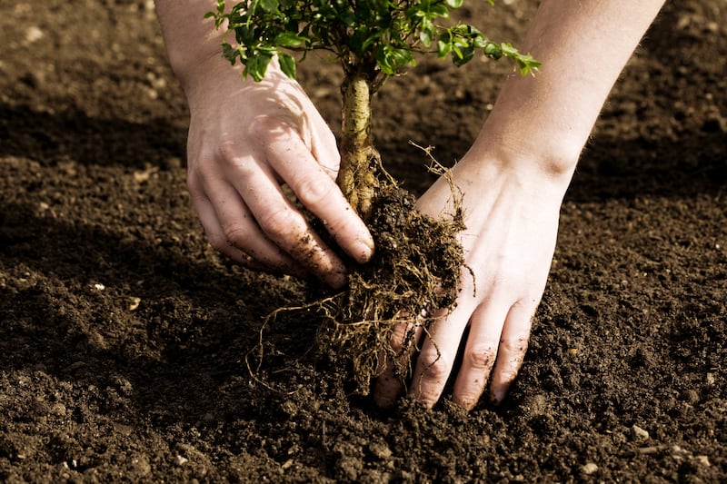 Planting a new tree. Photograph: Getty