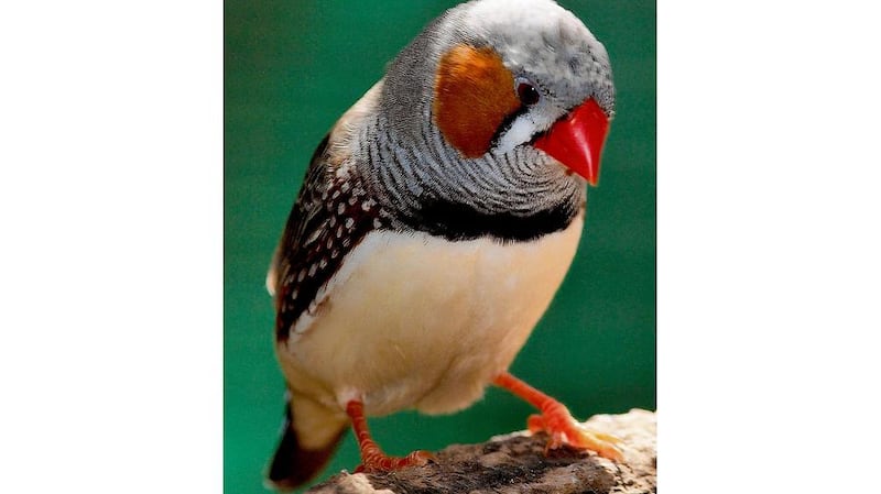 A zebra finch.