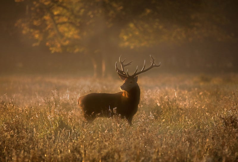 Irish Red Deer Stag in Killarney National Park. Photograph: Valerie O'Sullivan