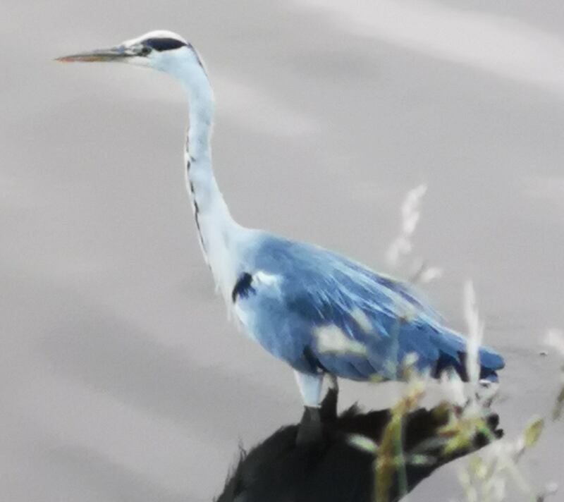 Grey heron