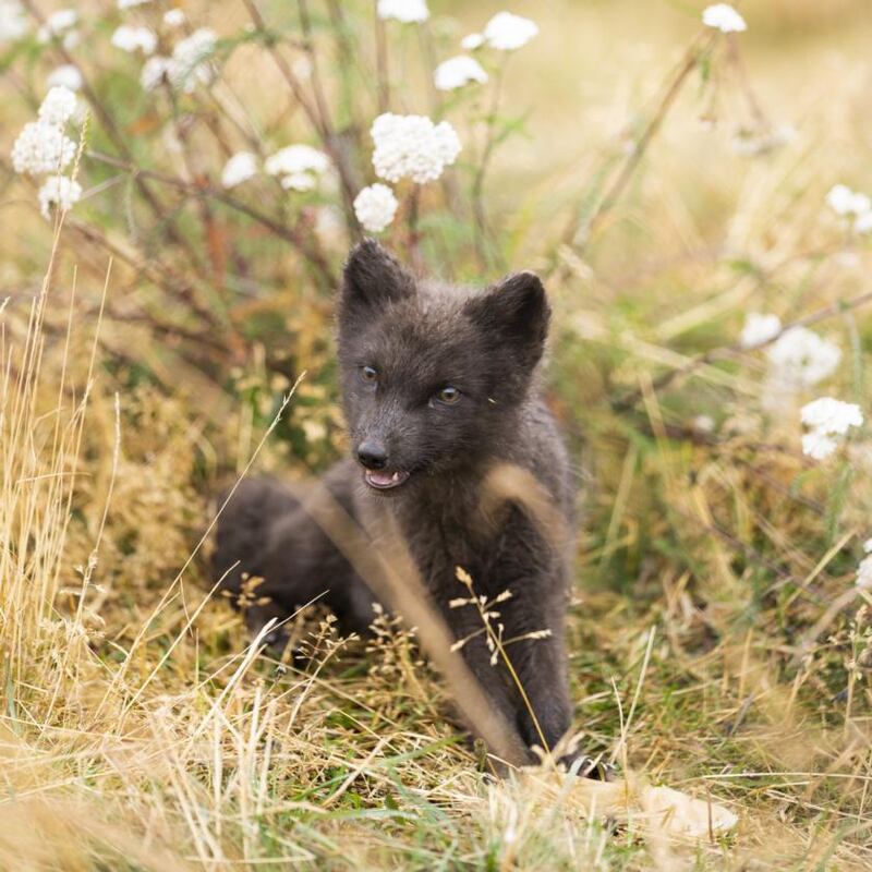 Arctic Fox