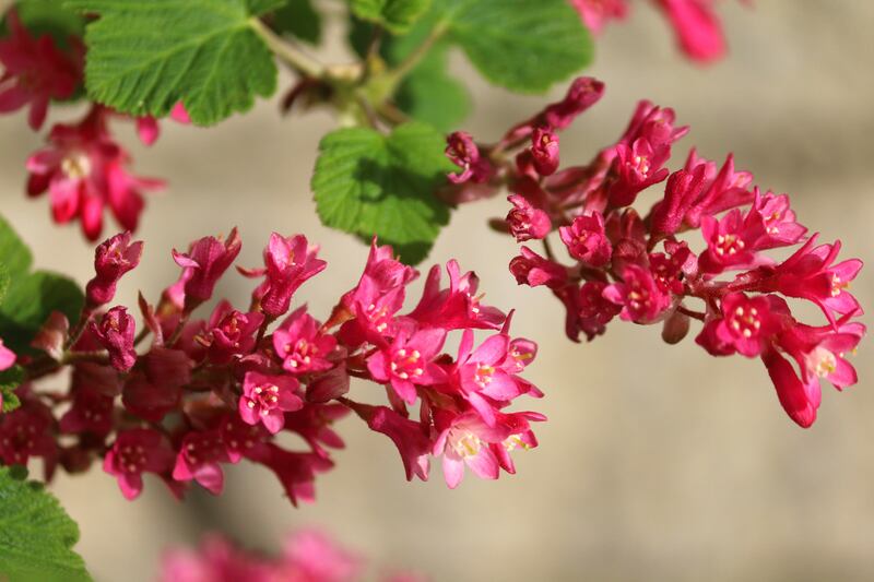 Ribes sanguineum (flowering currant). Photograph: Getty