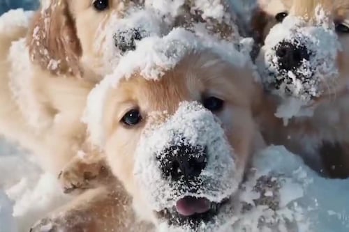 OpenAI Sora: Puppies in the snow