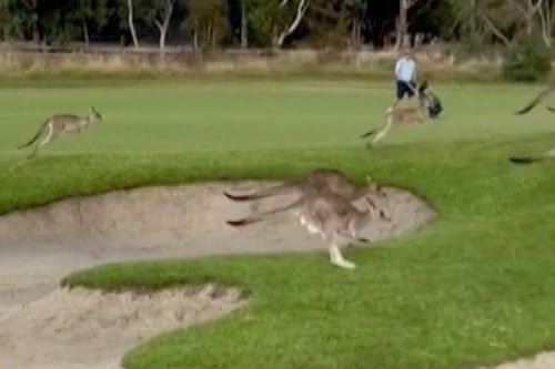 Out of bounds: hundreds of kangaroos invade Australian golf course