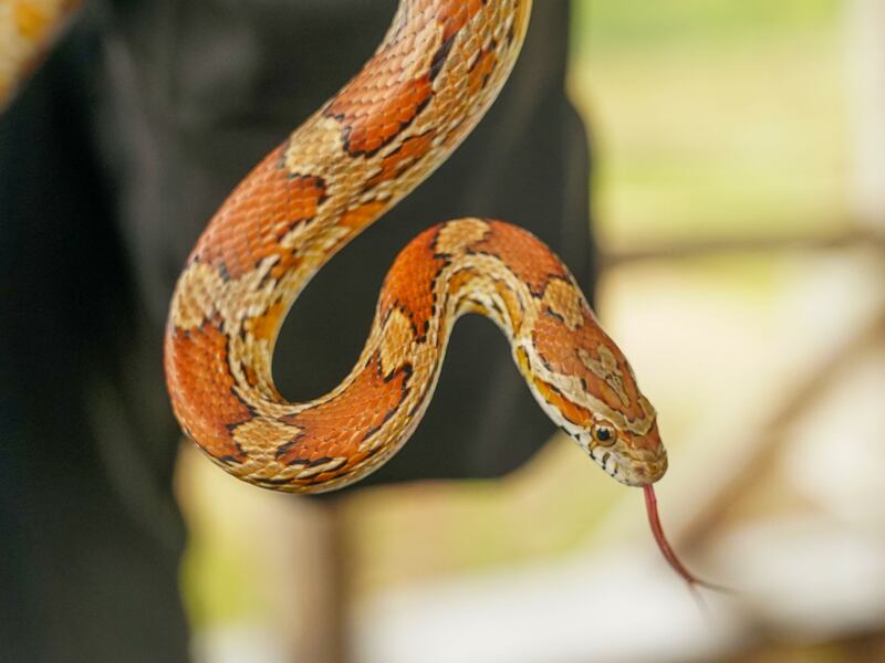 'She was found in St Annes Park': Exotic animals proving headache for DSPCA