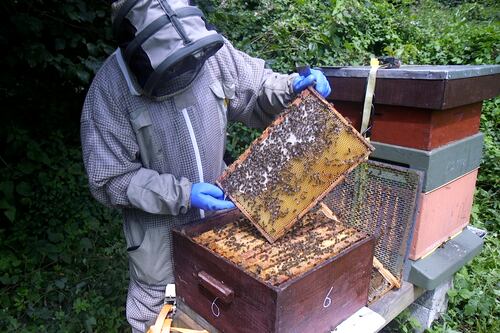 Beekeeping Summer School is back in Maynooth