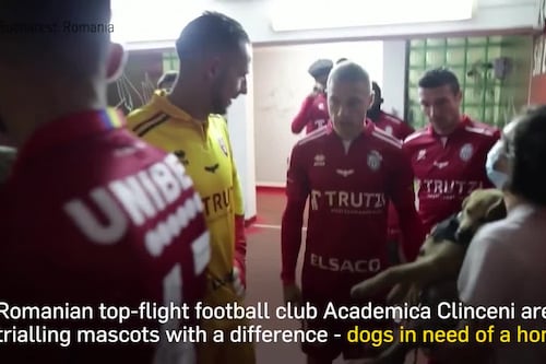 Romanian top-flight football team looks to score new homes for stray dogs