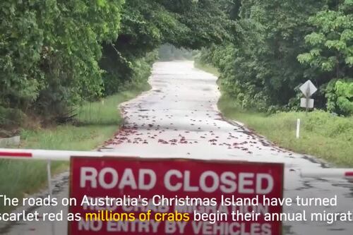 Christmas Island turns scarlet red as millions of crabs migrate