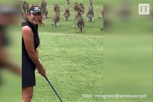 Mob of kangaroos faces up to golfer in Australia