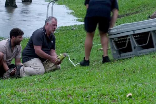 Caution, croc crossing: crocodile pulled from flood waters in Australia