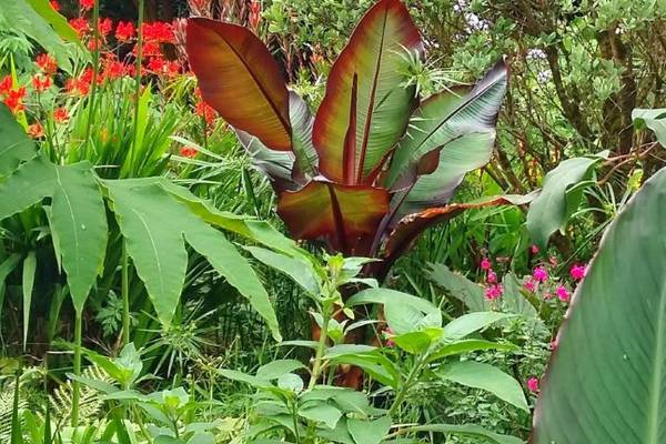 The secrets to growing an exotic Irish garden