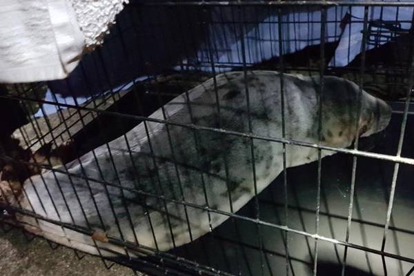 Coast Guard called in to rescue injured seal in Dún Laoghaire