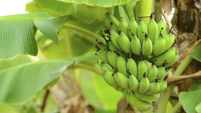 Retailers urged to say how many Fairtrade bananas they stock