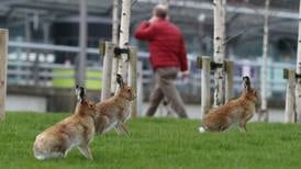 Dublin hare-port: the oldest mammal in Ireland is in flying form