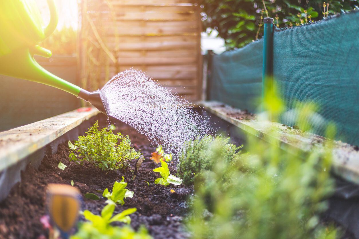 Fast-growing crops and flowers for end of summer bounty – The Irish Times