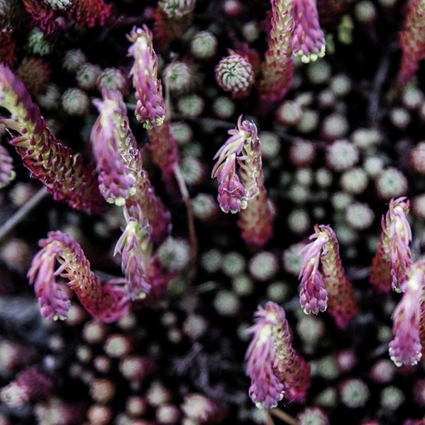 Eye on nature: Can you eat these red berries? – The Irish Times