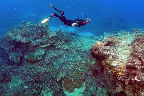 The Inchicore scientist battling to save the Great Barrier Reef