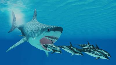 Prehistoric mega-shark could have fins as large as a human