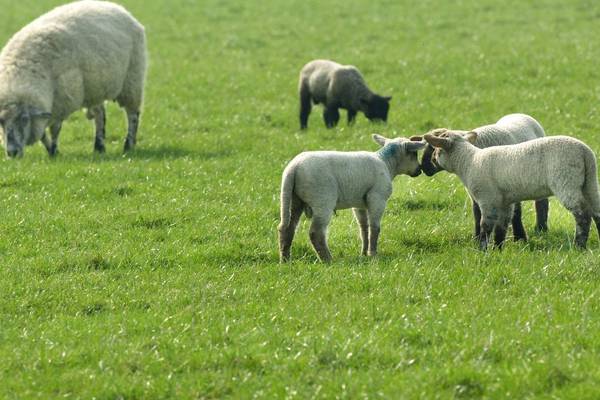 No-deal Brexit could ‘decimate’ NI’s lamb industry, says DUP MP