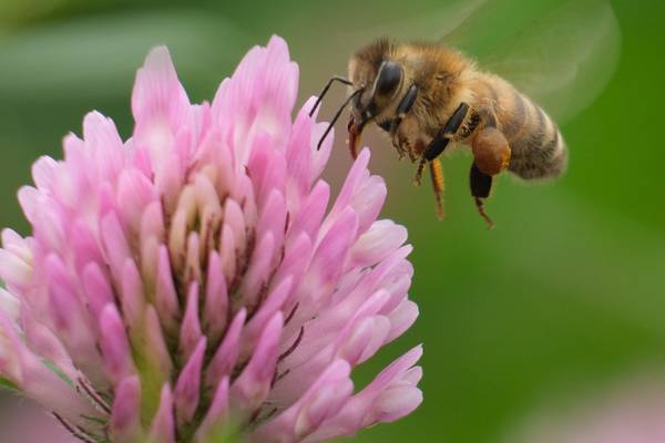 Pollinators vital to the global food chain, stresses Michael D Higgins