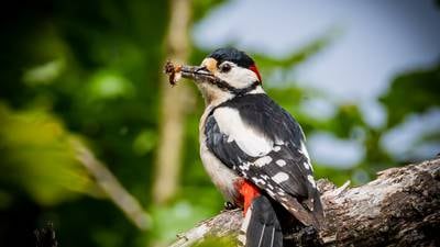 Pole-wrecker woodpeckers blamed for power outages as crews repair damaged electricity infrastructure 