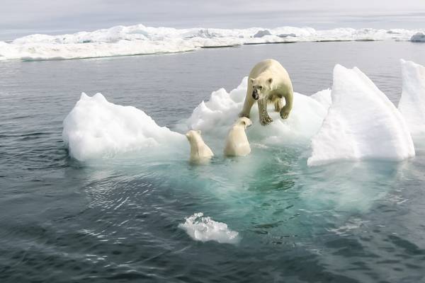 Loss of Arctic summer sea ice very likely before 2050, study shows