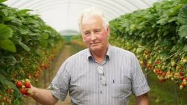 Unpredictable weather plays havoc for Ireland’s strawberry growers