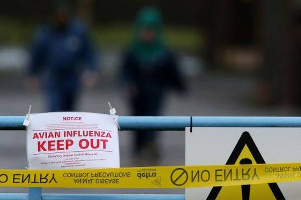Strain of bird flu  found in Ireland still unconfirmed