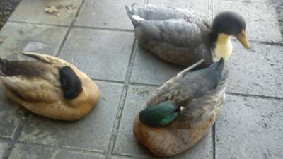 Sitting ducks: police in Co Down investigate theft of birds