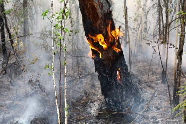 Illegal logging implicated in vast Siberian wild fires