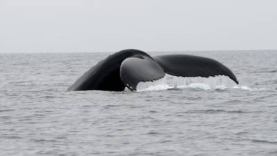 Concern over impact of sonar on whales as Russia plans naval exercises