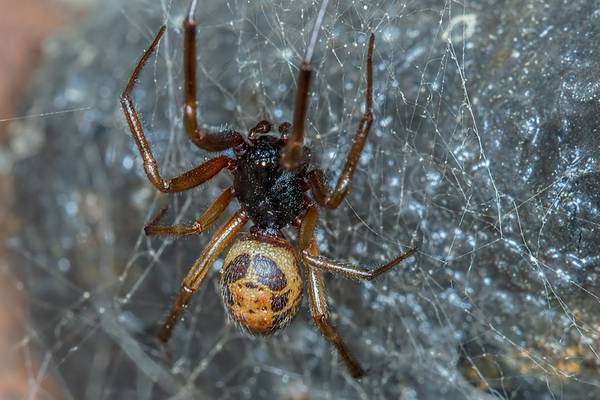 Bite from noble false widow spider transmits antibiotic-resistant bacteria