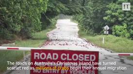 Christmas Island turns scarlet red as millions of crabs migrate