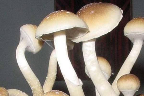 Dublin trial assesses use of magic mushrooms on those with depression