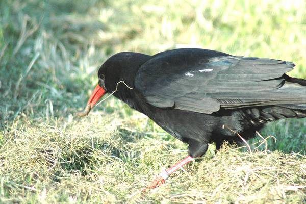 West Cork tourism project will decimate protected bird species, say activists