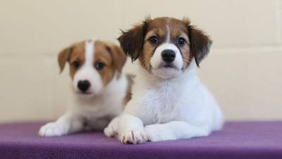 Dogs Trust say new wing in Dublin will save 500 puppies