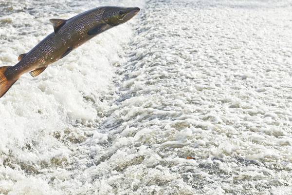 Farmed salmon found in angling rivers following unreported escape