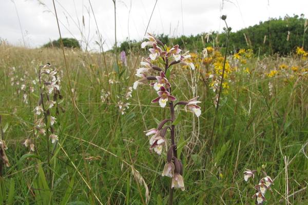 Irish orchids: Small, perfectly formed -- and promiscuous