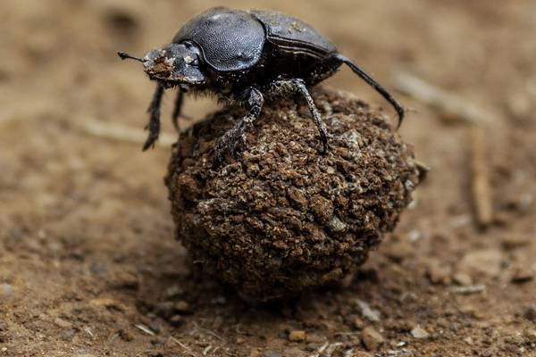 The Irish farmers peering into cow pats for precious dung beetles