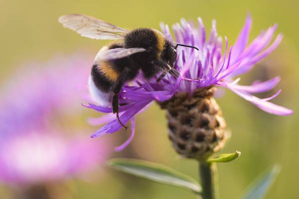 Bumblebee populations in ‘drastic’ decline, study finds