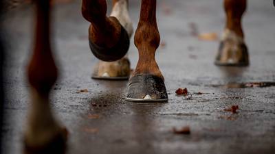 Independent inquiry into anti-doping in Irish racing supports IHRB findings